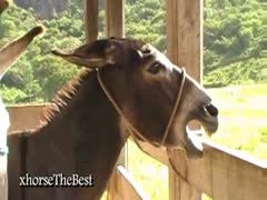 A male horse fucking a female horse in a zoophilia porn